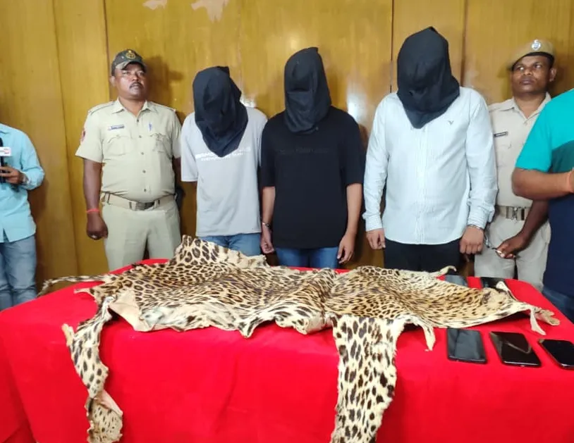 leopard skin seized 