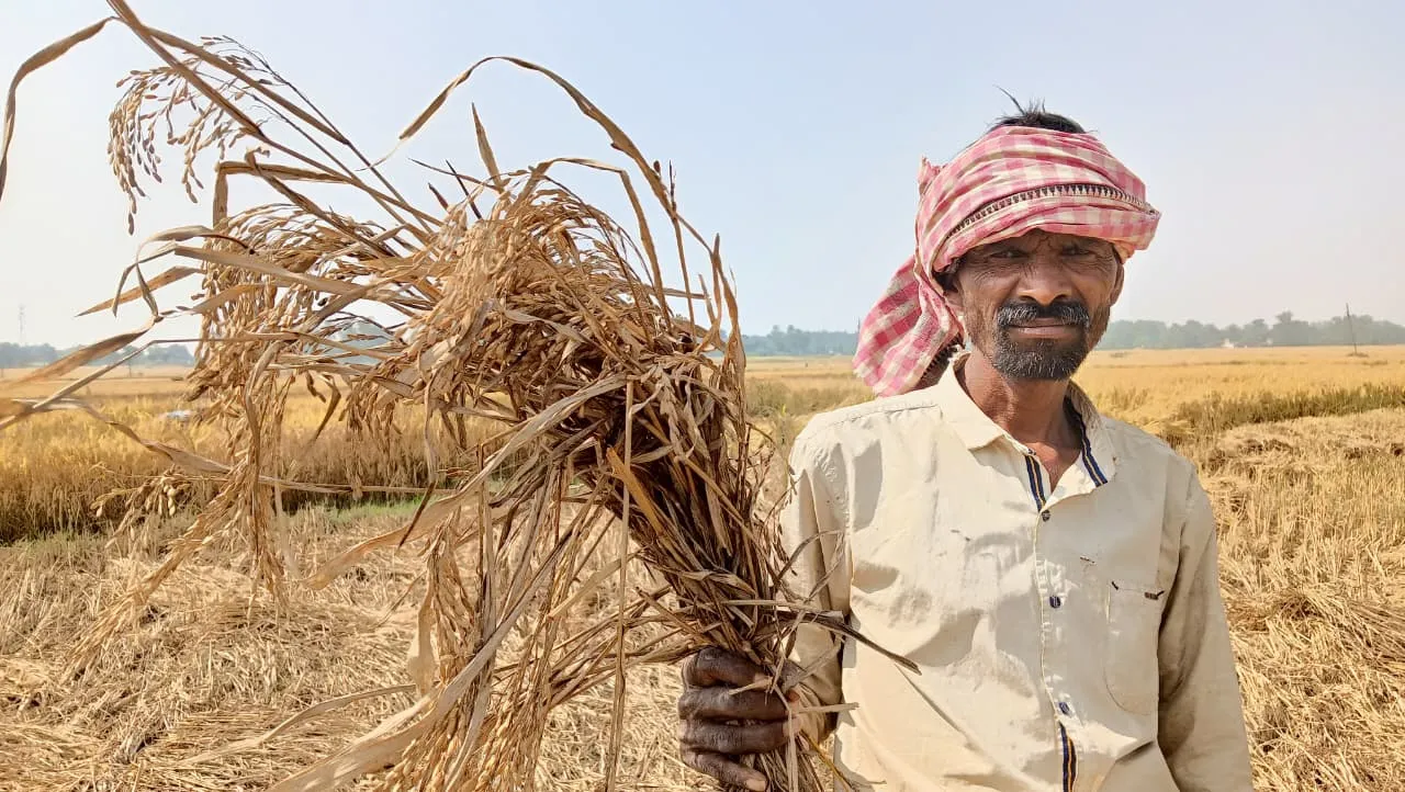paddy-field-destroyed-in-keonjhar-sadar