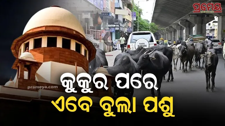 Supreme Court Bans Stray Animals on Highways