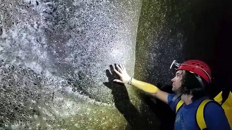 largest-spider-web