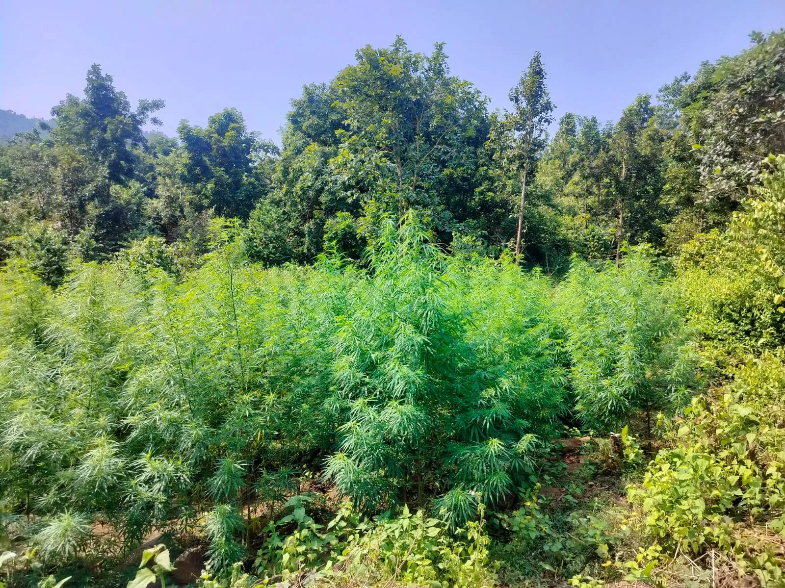 87,000 marijuana plants cut down