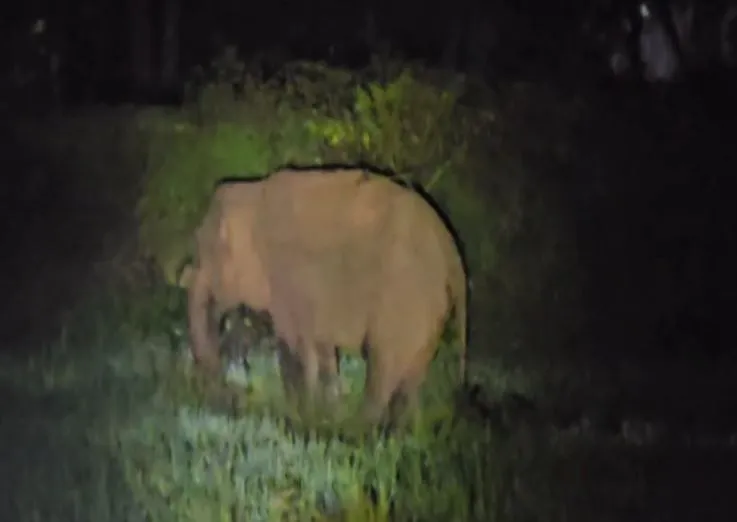 elephant