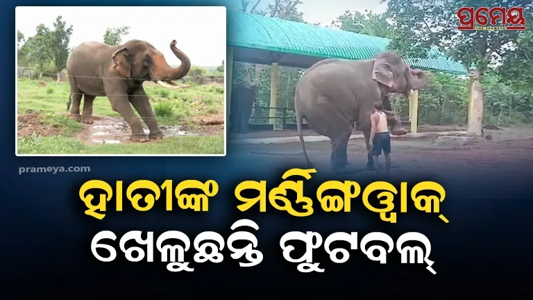 elephnat  