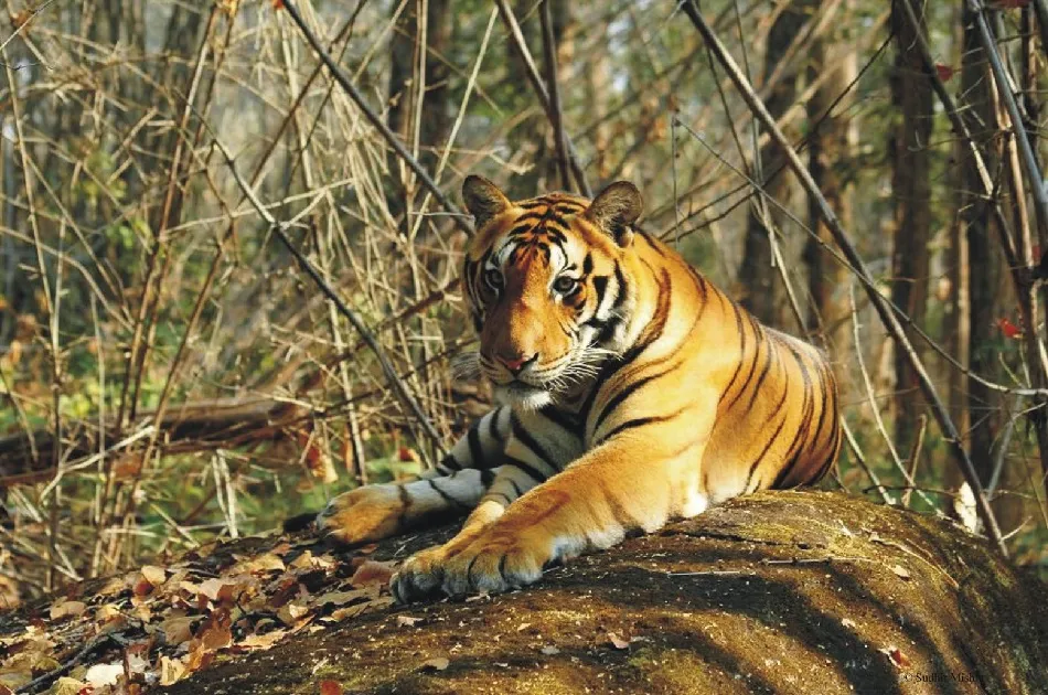 tiger 