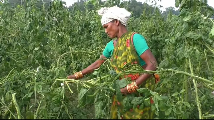 Guanra and watermelon give livelihood