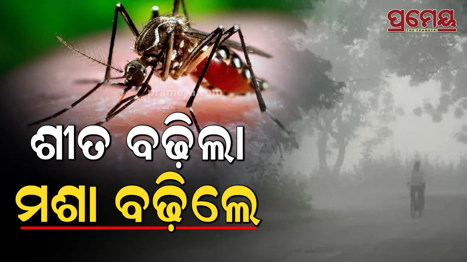dengue mosquito