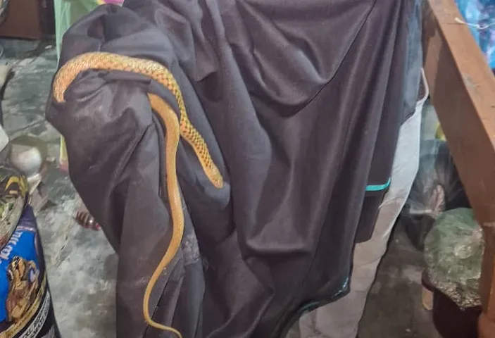 snake
