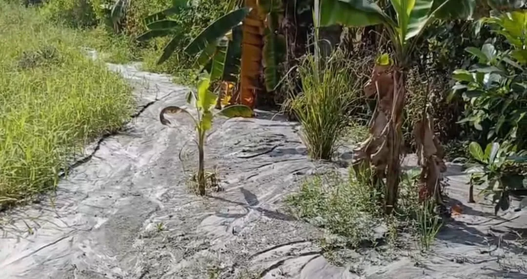 ash-water-spread-into-farming-fields-and-houses