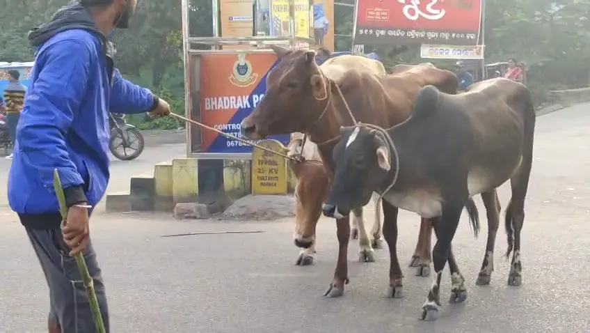 cow