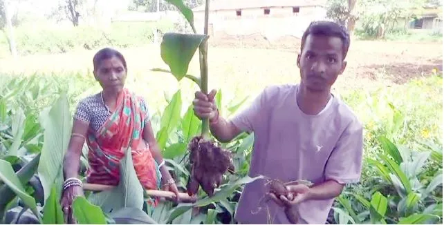 koraput