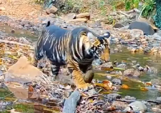 Simlipal’s Black Tiger T-12 Viral Again | Population Soars