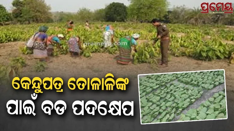 41.17 crore sanctioned from Chief Minister Kendu leaves Welfare Fund