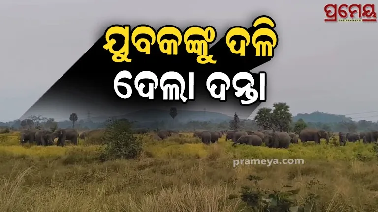 Elephants attack young man while he is watching