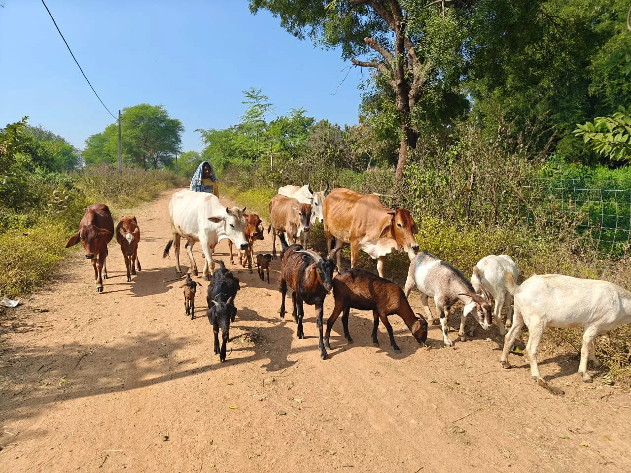 Cattle population is decreasing in the Kesinga area