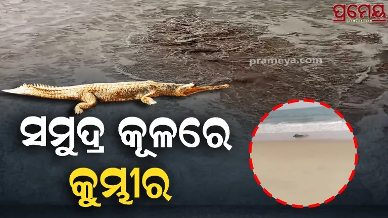 crocodile