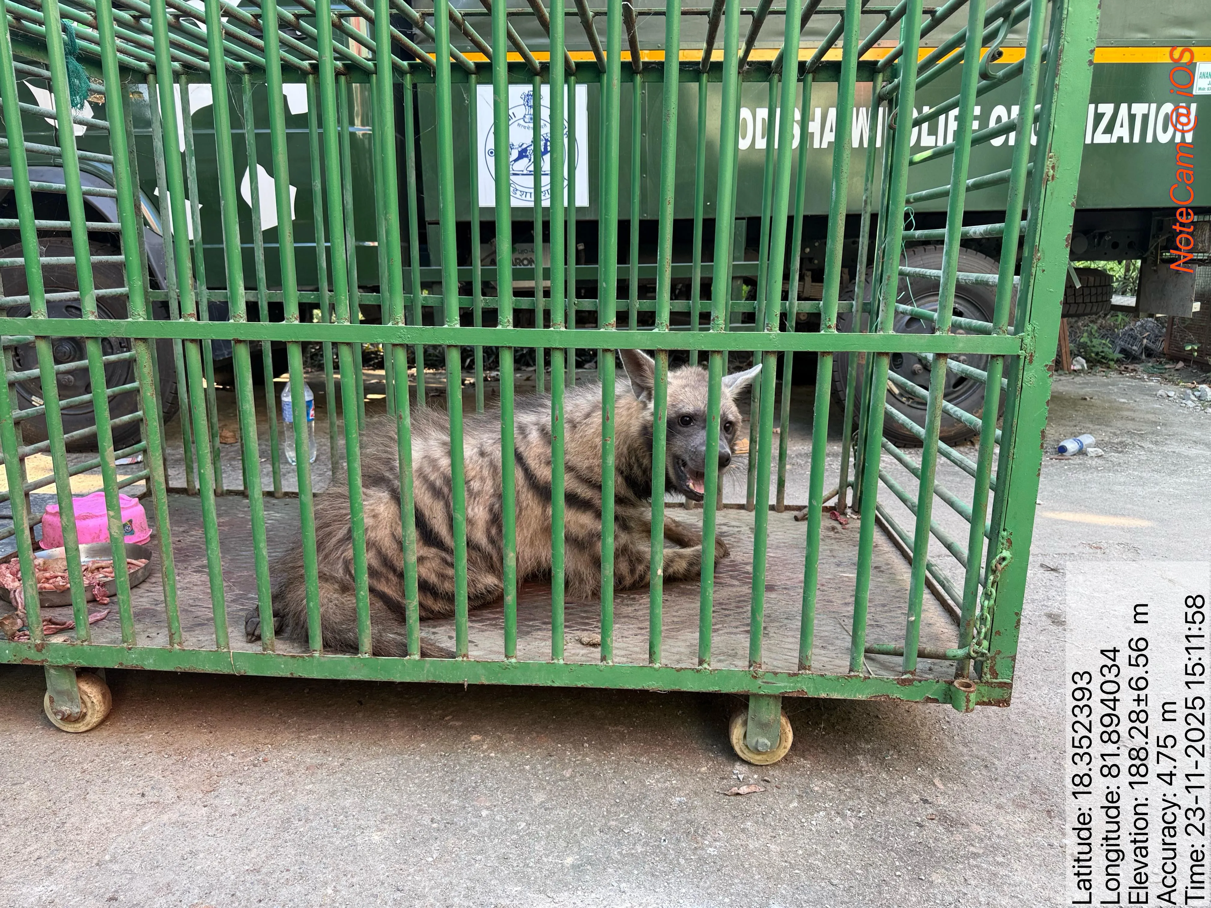 Heta tiger injured in accident rescued