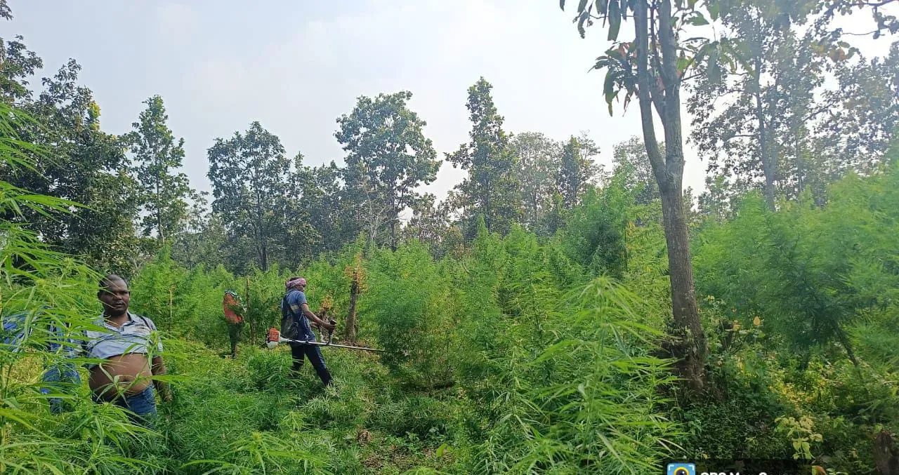 Cannabis plants destroyed from 152 acres of forest land