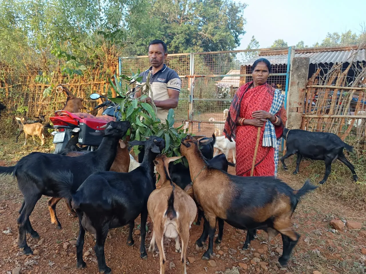 Goat farming provides employment