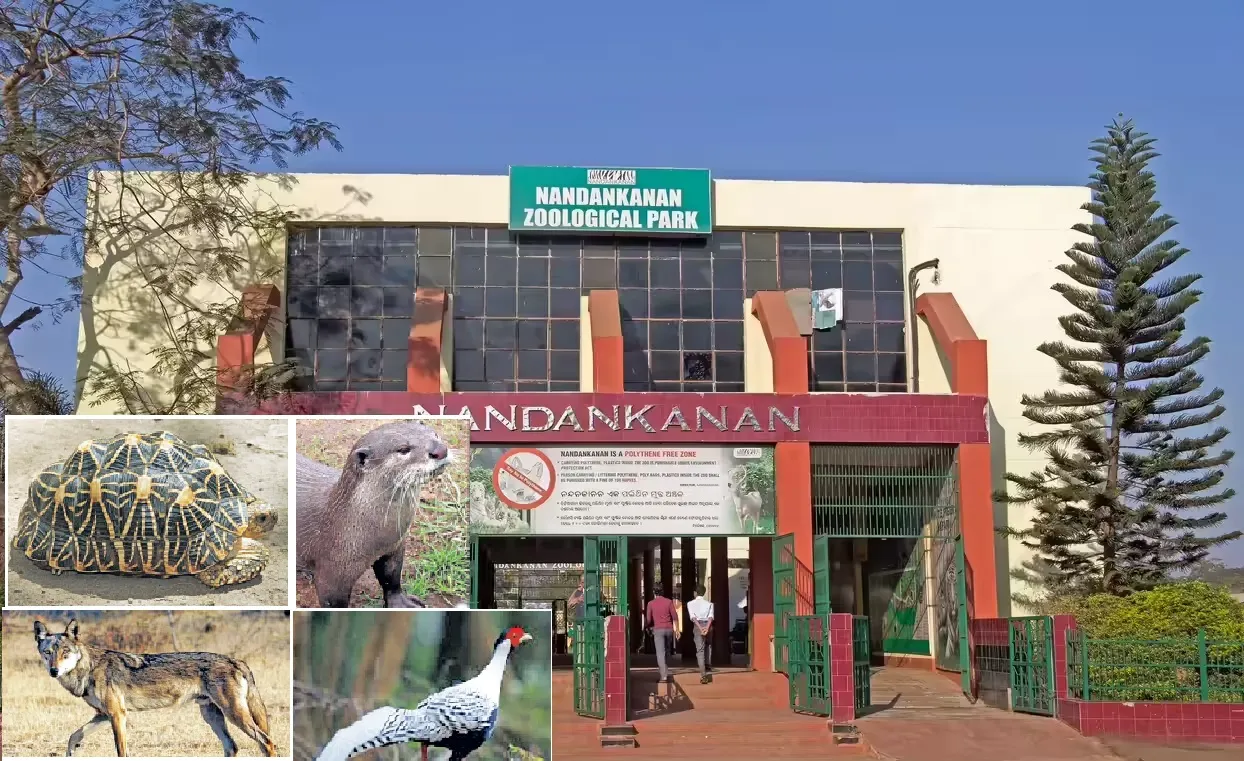 nandankana