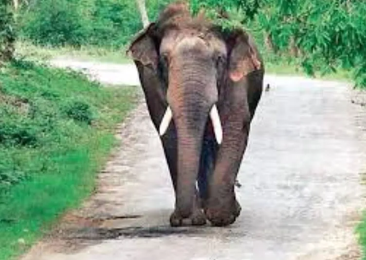 kandhamal