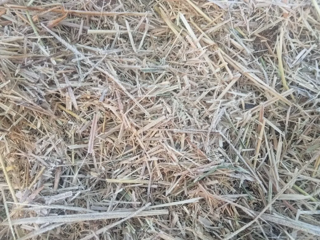 Snowfall seen for the first time in Firingia