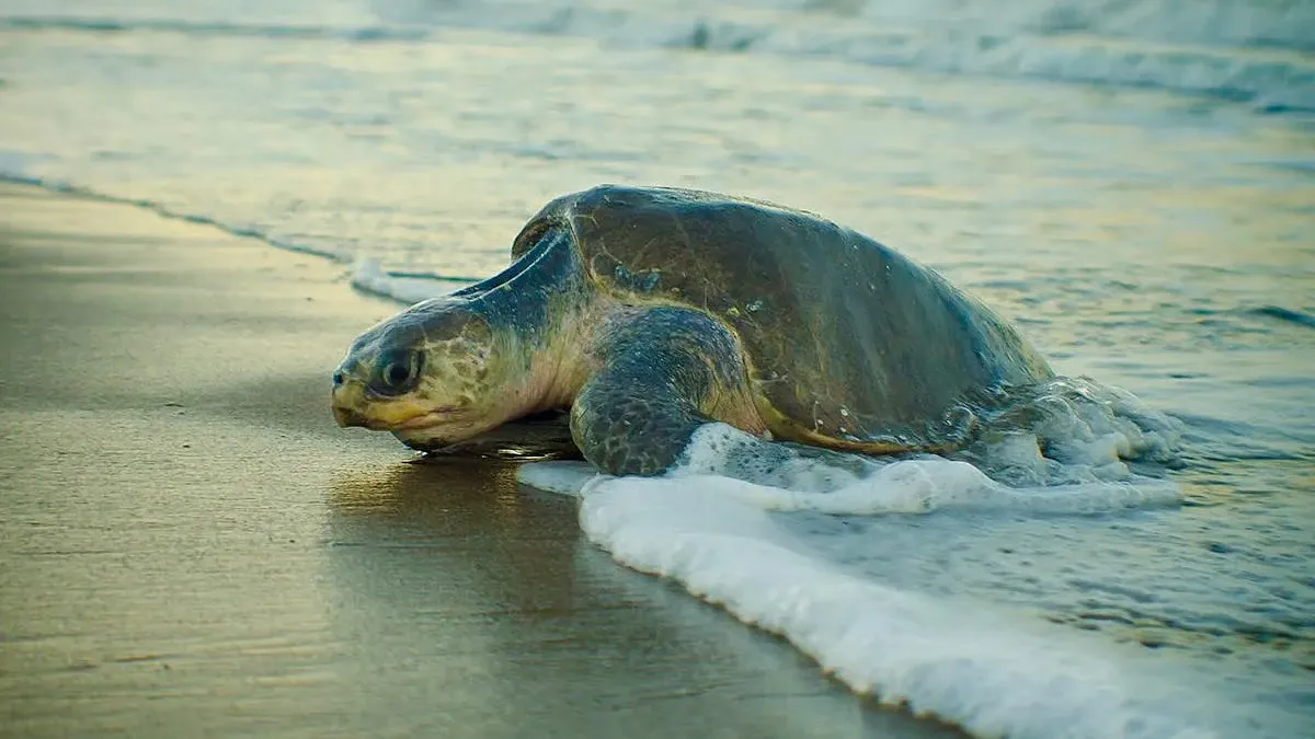 Olive Ridley Turtle