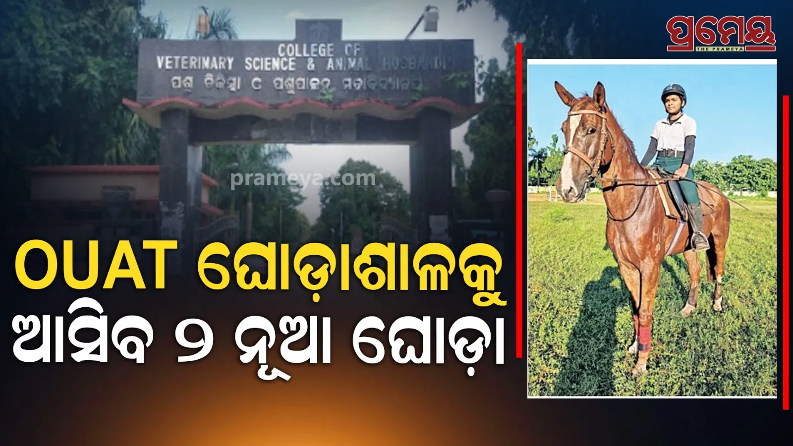 World Horse Day: NCC Ouat Gets 2 New Horses Soon
