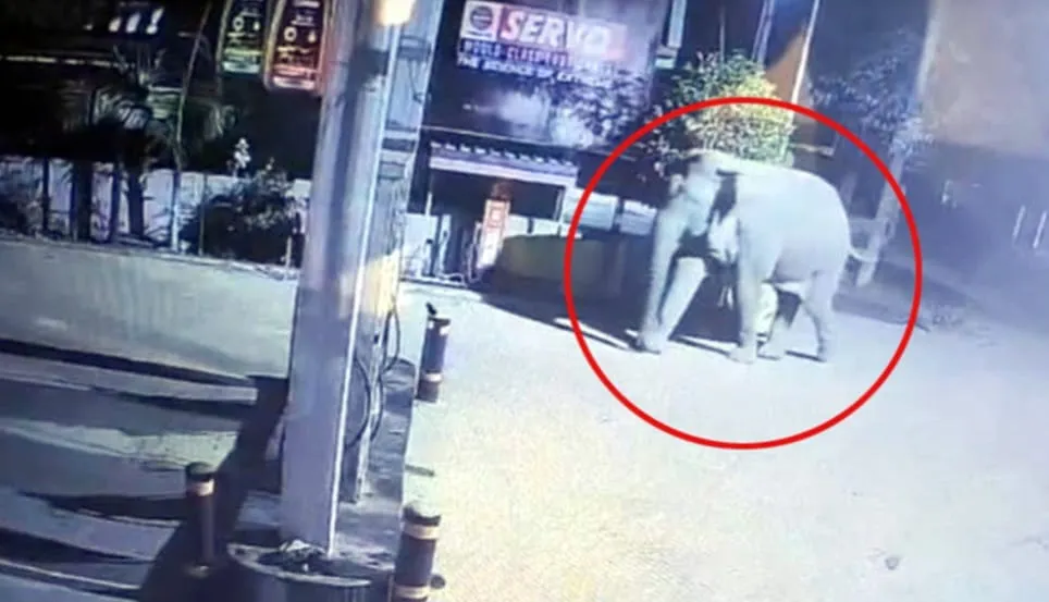 Kuldiha elephant enters village, devastates petrol pump