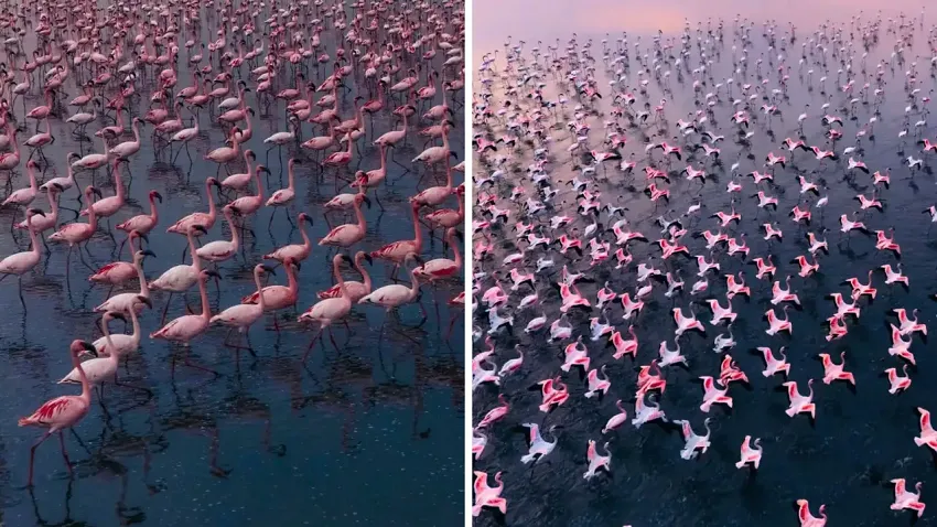 flamingos
