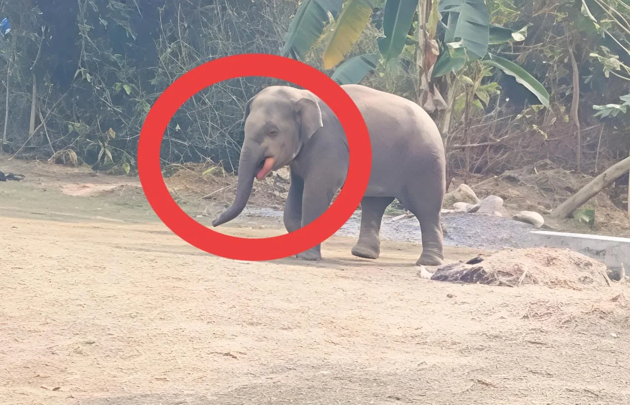 Injured Elephant Returns to Betanati Range | Forest Alert