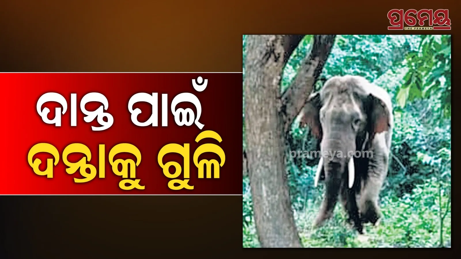 elephant