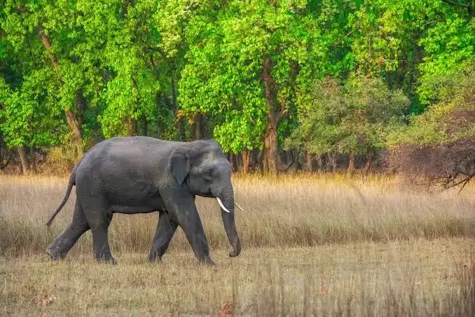 elephant