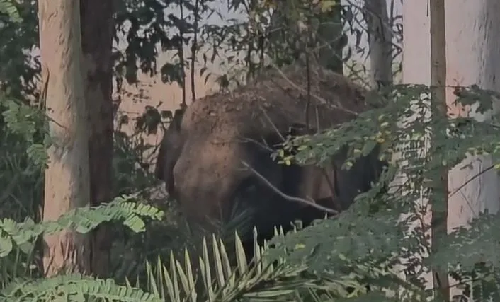 elephant
