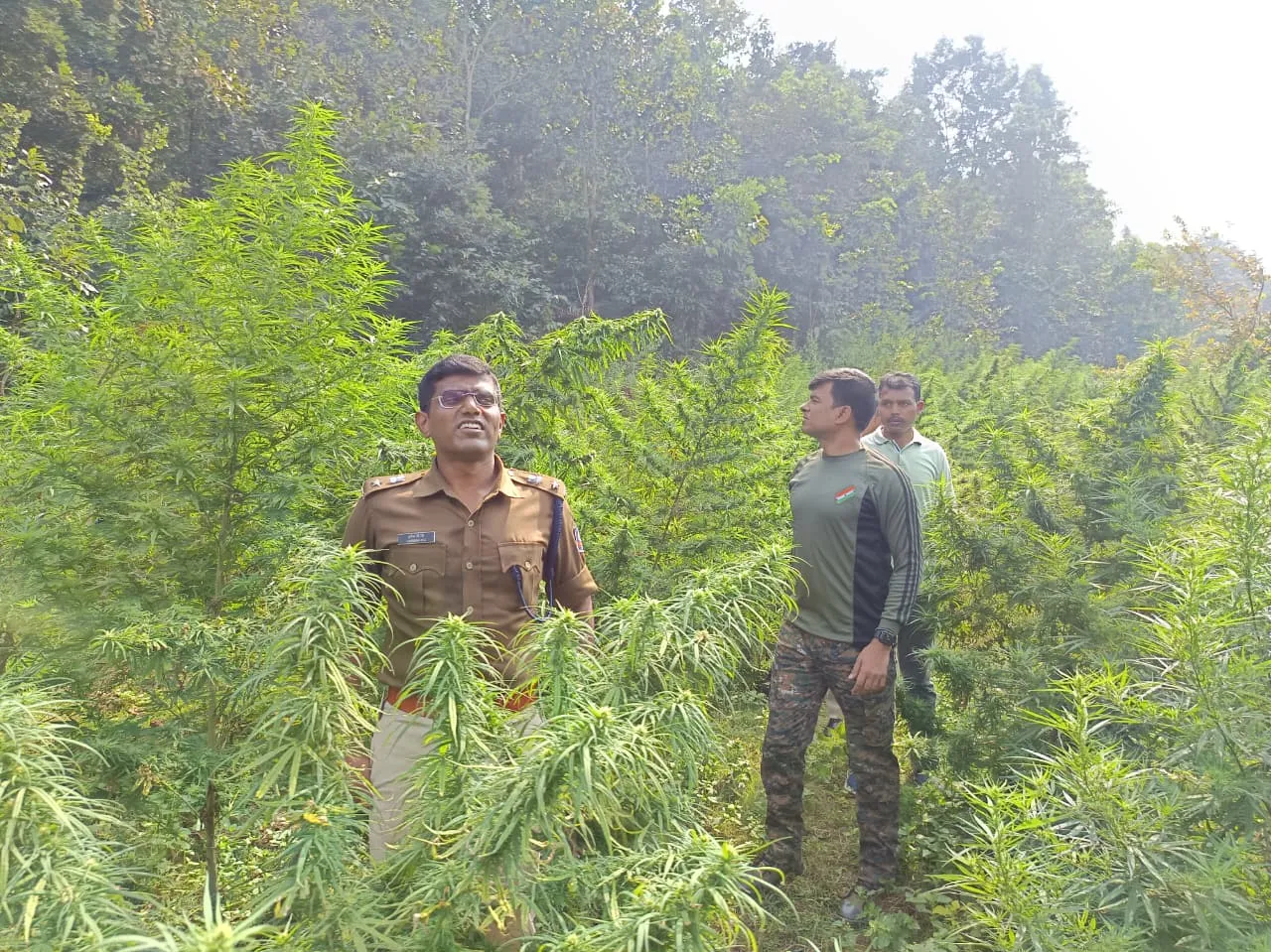 Marijuana plants destroyed from 147 acres of land