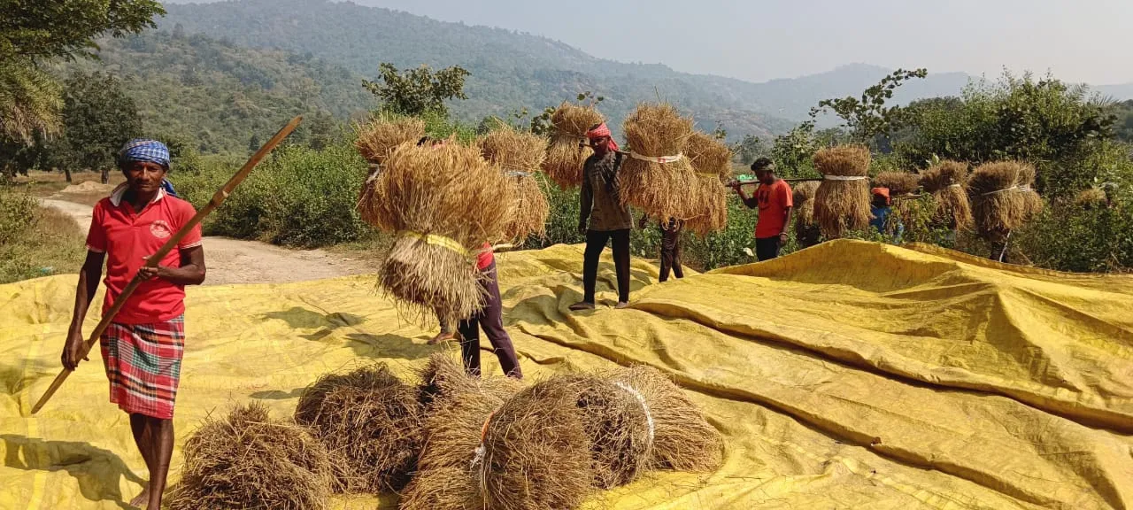 Paddy is ripe in the field