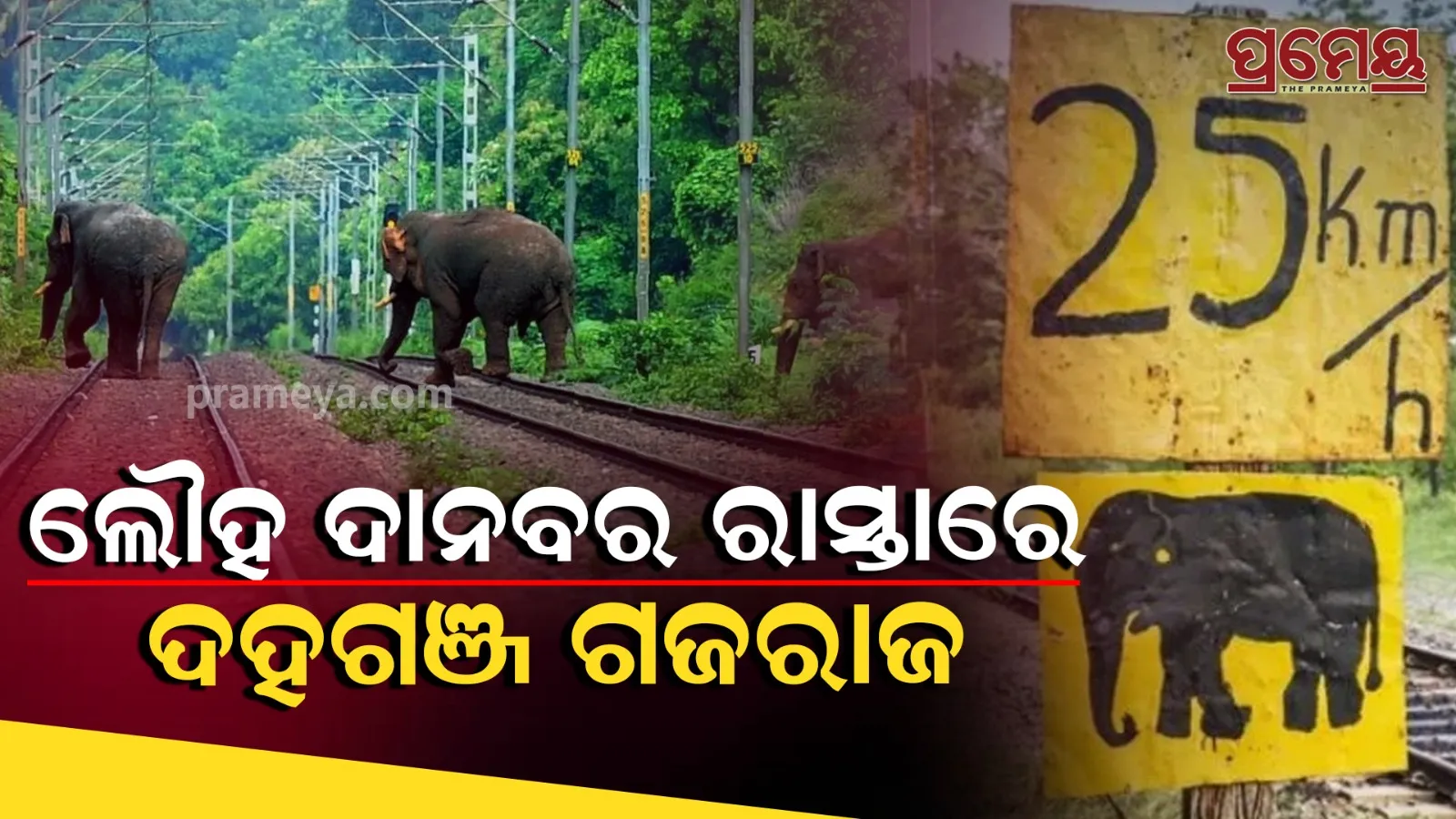 Elephant Death Trainline Crossing Jungle 