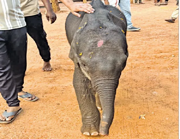 sambhu