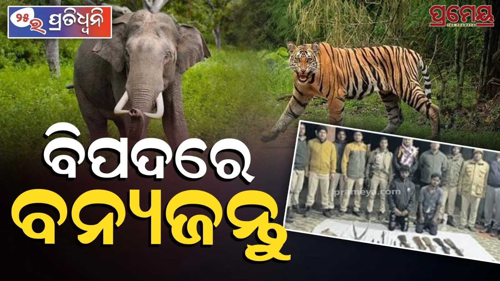 Wildlife in Odisha Under Threat | Elephants, Tigers Dying Fast