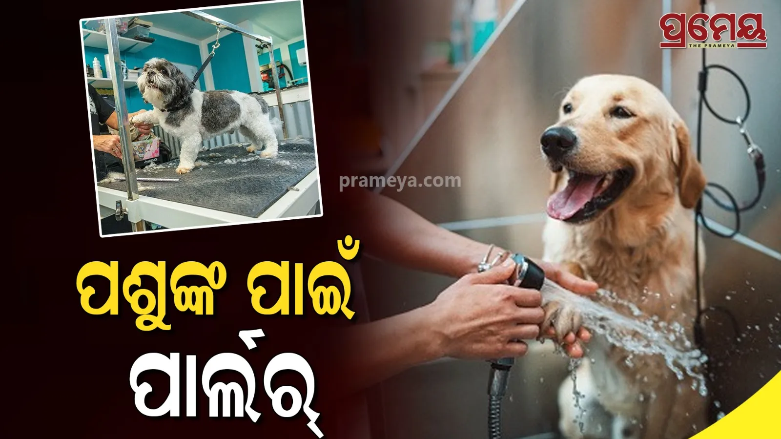 animal care 