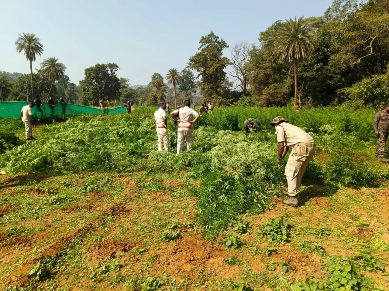 More than 18,111 acres of land destroyed by marijuana cultivation