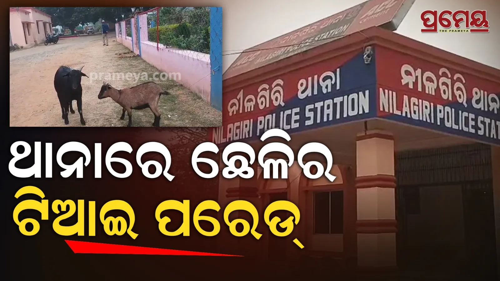 Goat Ownership Dispute Shocks Odisha | Police Investigation On