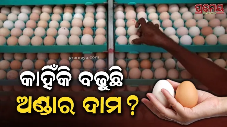 Egg Prices Surge in India | Why Egg Rates Are Rising Fast