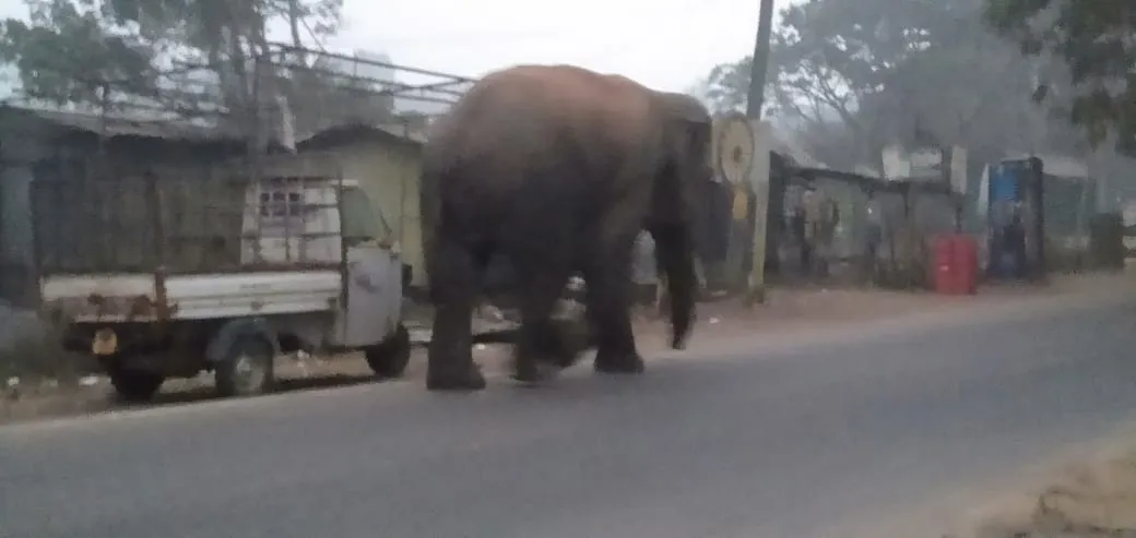 elephant attack