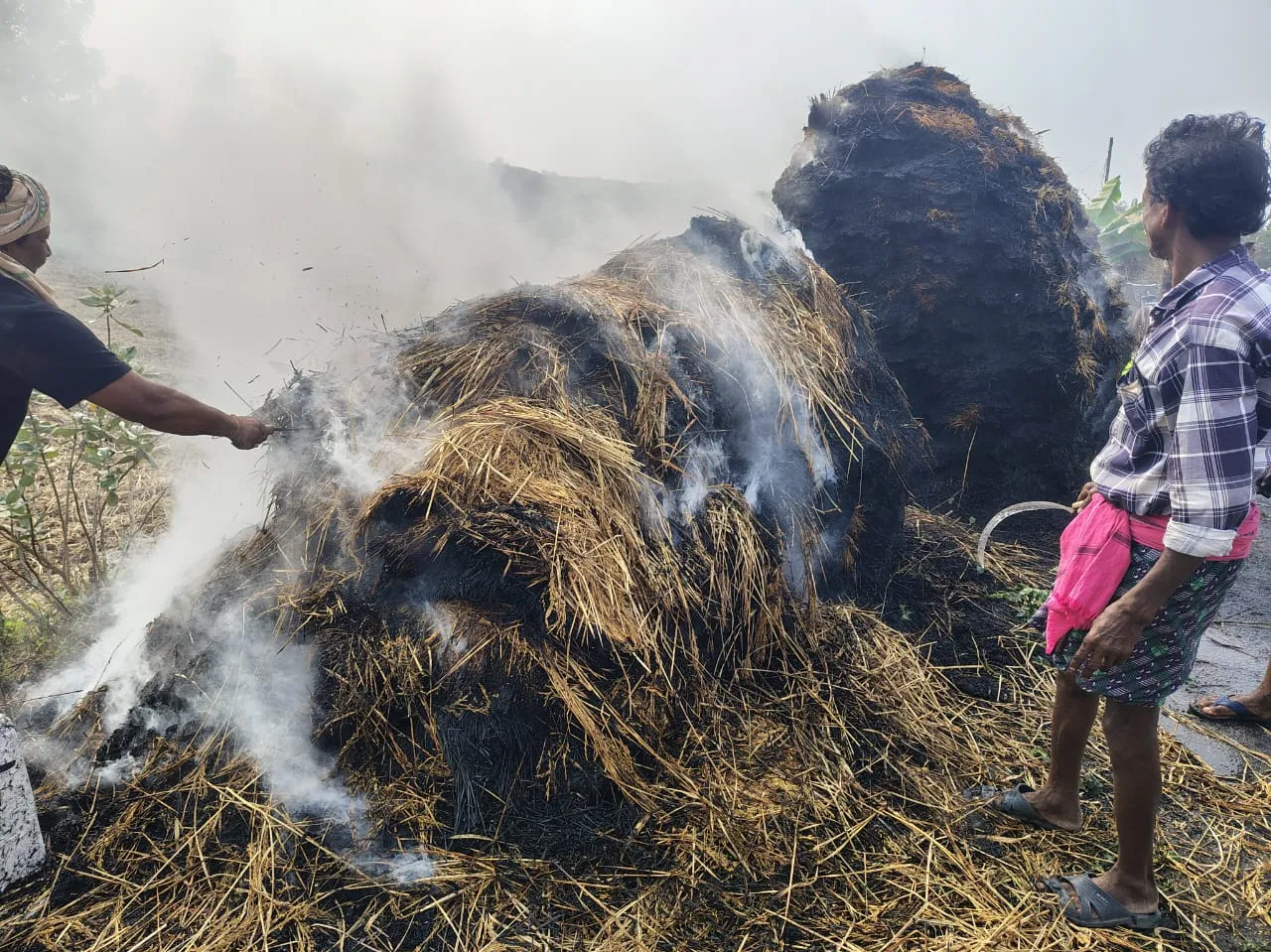  paddy crop burnt