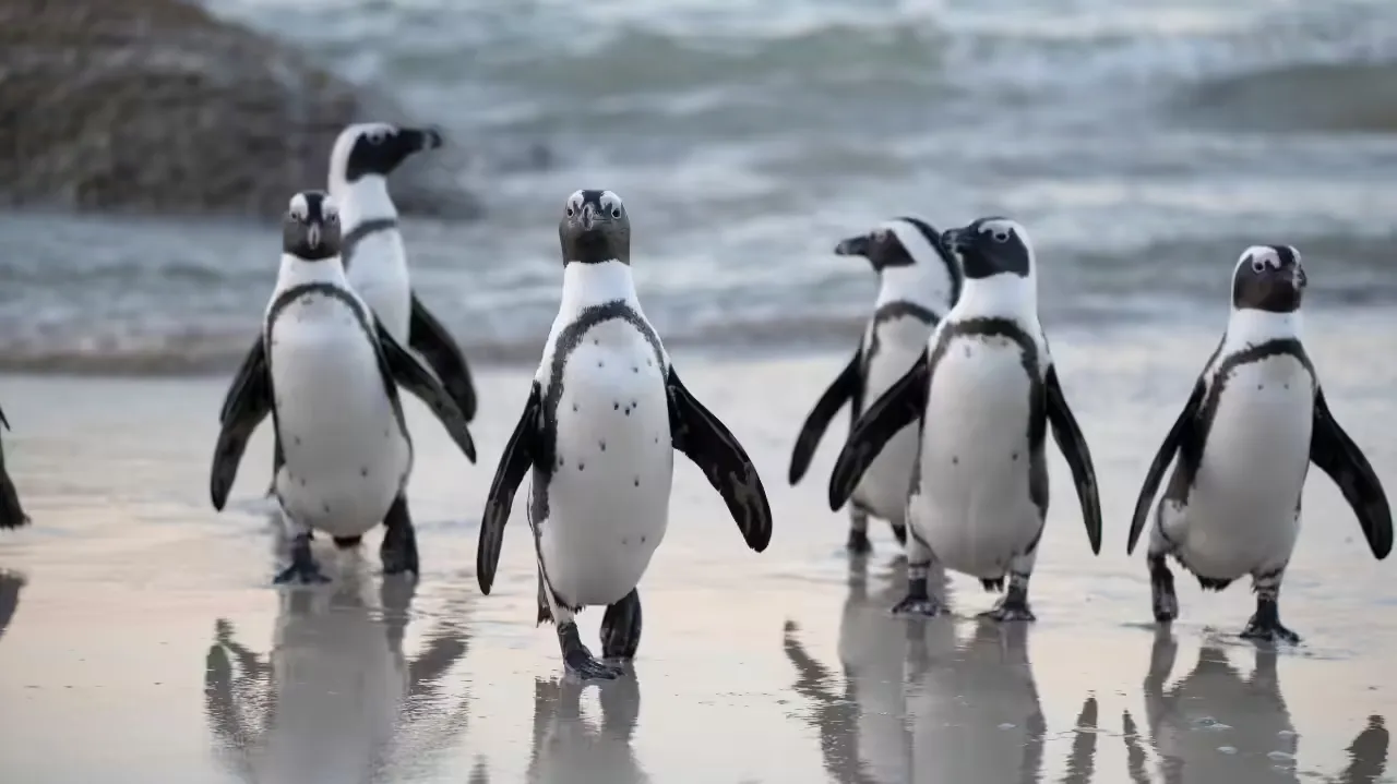 penguin