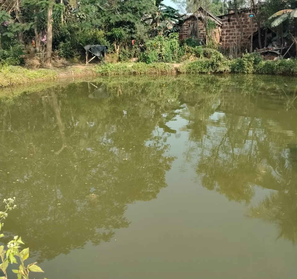 pond