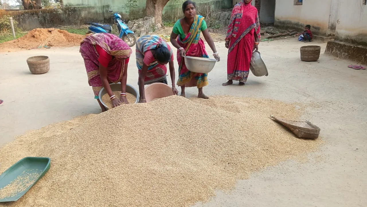 Paddy procurement tension in Keonjhar 