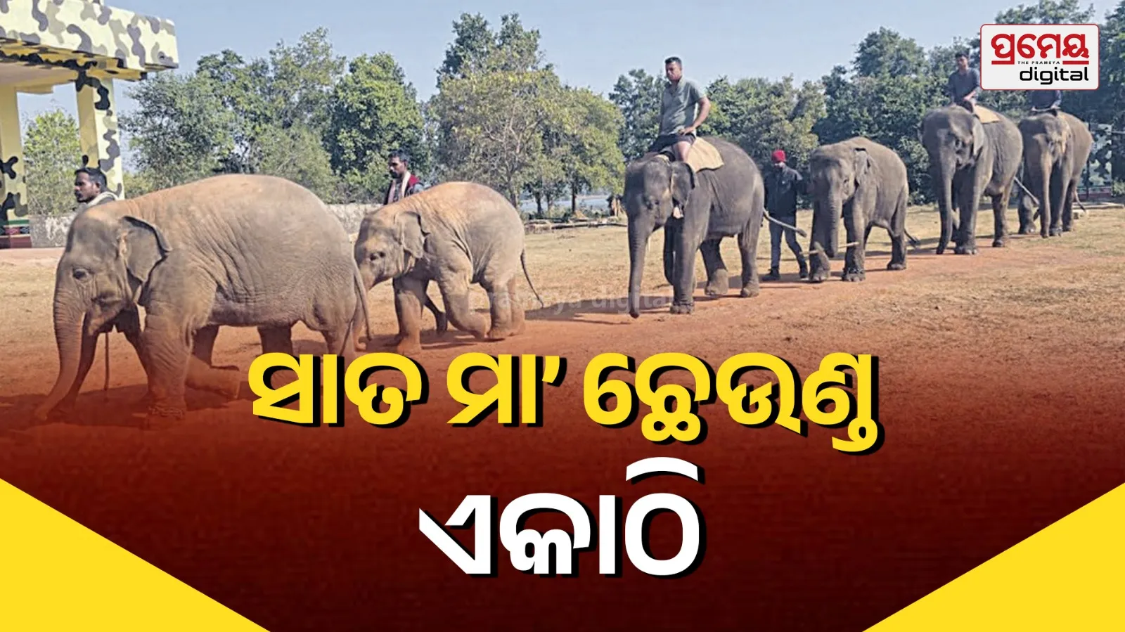 elephant