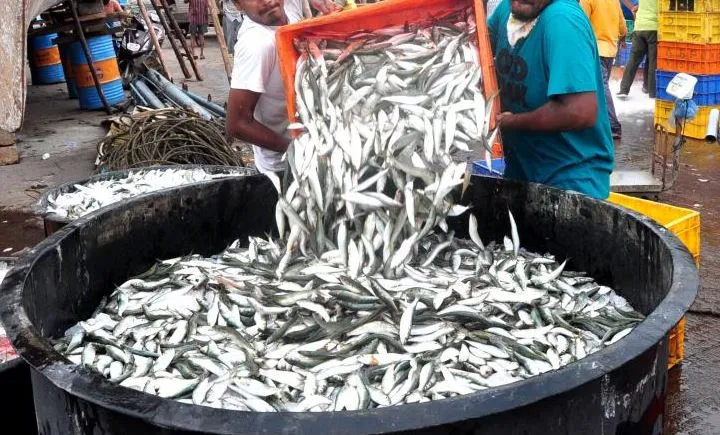 Rayagada fish supply