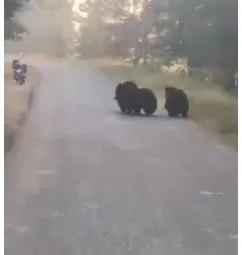 bear